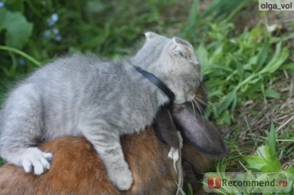 Scottish Fold (Scottish Fold) - 