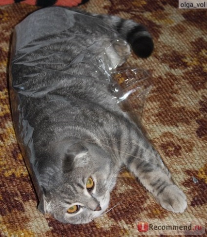 Scottish Fold (Scottish Fold) - 