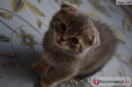 Scottish Fold (Scottish Fold) - 