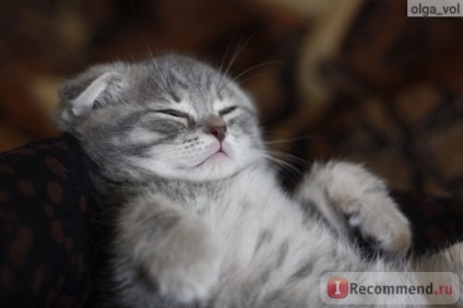 Scottish Fold (Scottish Fold) - 