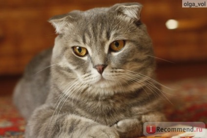 Scottish Fold (Scottish Fold) - 