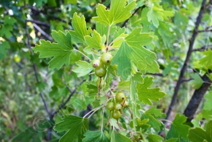 Currant диворастящи горски