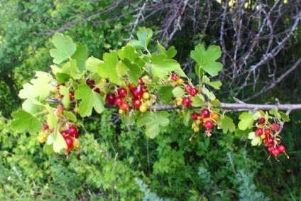 Currant диворастящи горски