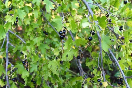 Curățați florile salbatice salbatice