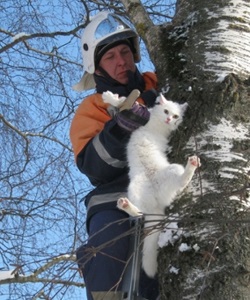 Pentru a elimina o pisica, o pisica dintr-un copac cu ajutorul alpinistilor industriali la Moscova (pret) - grupul alpstroy (c)