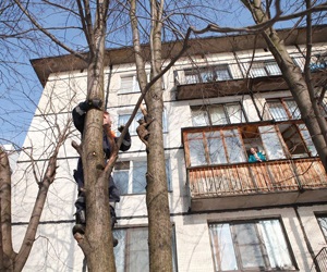 Pentru a elimina o pisica, o pisica dintr-un copac cu ajutorul alpinistilor industriali la Moscova (pret) - grupul alpstroy (c)