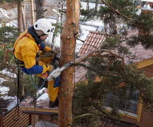 Pentru a elimina o pisica, o pisica dintr-un copac cu ajutorul alpinistilor industriali la Moscova (pret) - grupul alpstroy (c)