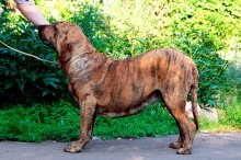 Câine Fila braziliero Descrierea rasei braziliană filă