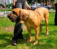 Fila Brasileiro Dog Breed Leírás Fila Brasileiro