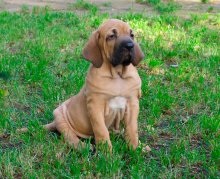 Fila Brasileiro Dog Breed Leírás Fila Brasileiro