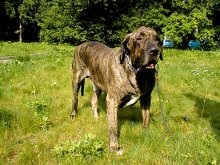 Fila Brasileiro Dog Breed Leírás Fila Brasileiro