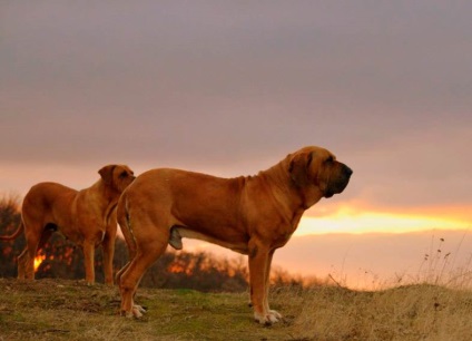 Fila Brasileiro Dog Breed Leírás Fila Brasileiro