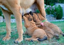 Câine Fila braziliero Descrierea rasei braziliană filă