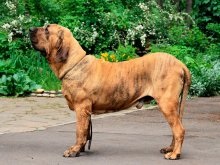 Fila Brasileiro Dog Breed Leírás Fila Brasileiro