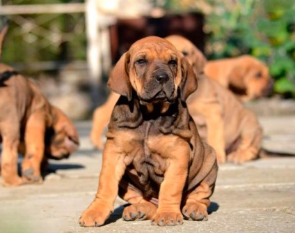 Fila Brasileiro Dog Breed Leírás Fila Brasileiro