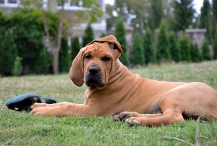 Fila Brasileiro Dog Breed Leírás Fila Brasileiro