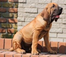 Fila Brasileiro Dog Breed Leírás Fila Brasileiro