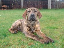 Fila Brasileiro Dog Breed Leírás Fila Brasileiro