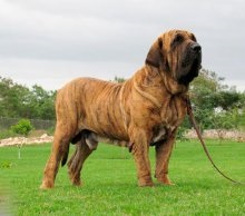 Fila Brasileiro Dog Breed Leírás Fila Brasileiro