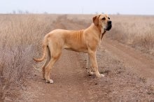 Fila Brasileiro Dog Breed Leírás Fila Brasileiro