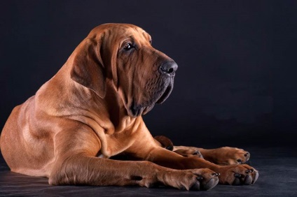 Fila Brasileiro Dog Breed Leírás Fila Brasileiro