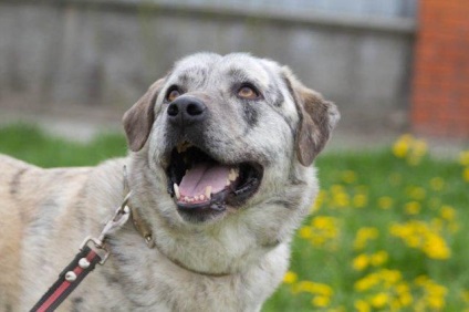 Câine de argint caută o casă