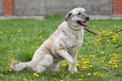 Câine de argint caută o casă