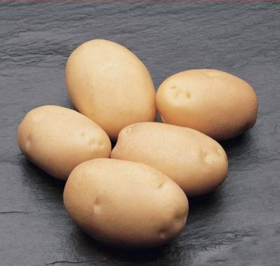 Varietate de natasha cartofi caracteristice soiului, descriere și caracteristicile sale