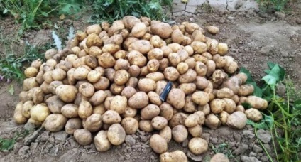 Varietate de natasha cartofi caracteristice soiului, descriere și caracteristicile sale