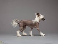 Tipuri moderne de câine chinezesc crested, chineză de origine poloneză de origine poloneză