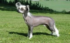 Tipuri moderne de câine chinezesc crested, chineză de origine poloneză de origine poloneză