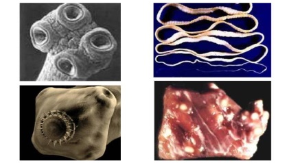 Habitat de viermi, structura, reproducerea, ciclul de viață și etapele de dezvoltare