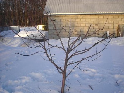 Pomi fructiferi vechi, tratament, plantarea copiilor tineri pentru înlocuire