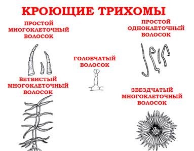 Structura și semnificația recipientelor schizogenice și lizogene