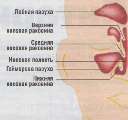 Structura nasului
