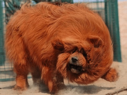 Tibeti masztiff (Baku, Azerbajdzsán mondja) tibeti masztiff