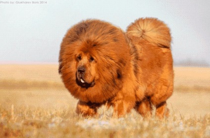 Tibetanul Mastiff