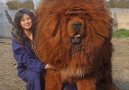 Tibetanul Mastiff