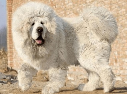 Mastifful tibetan numit hong dong este cel mai scump câine de pe pământ!