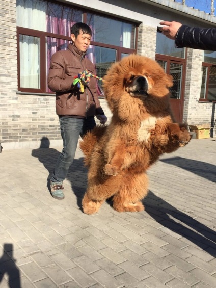 Mastiff tibetan calatoreste de la Beijing la Petersburg
