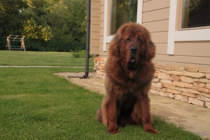 Mastiff tibetan calatoreste de la Beijing la Petersburg