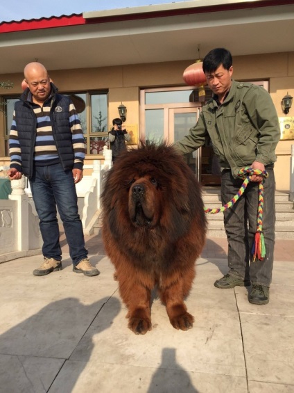 Mastiff tibetan calatoreste de la Beijing la Petersburg