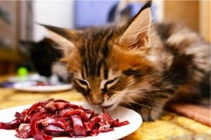 Toxoplasmoza la pisici Simptome și metode de tratament pentru paraziți