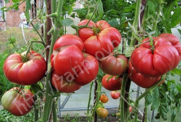 Tomatele păstrează roșiile, roșiile verzui coapte, cumpărate de la producător la prețurile cu ridicata