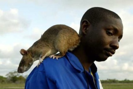 Top 10 fapte despre șobolani