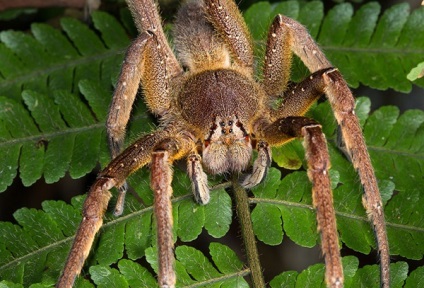 Top 5 cei mai otrăvitori păianjeni de pe pământ