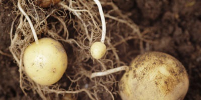 Moduri tradiționale și neobișnuite de plantare a cartofilor