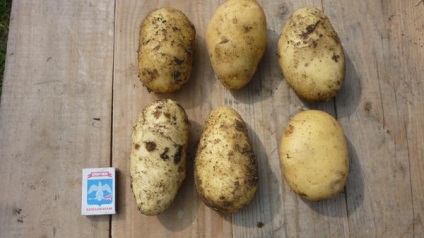 Moduri tradiționale și neobișnuite de plantare a cartofilor