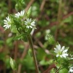 roccina Grass (rocoina, rocoina) proprietăți utile, Dubravnaya terapeutice pentru tiroida