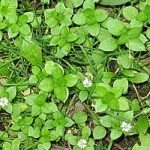 roccina Grass (rocoina, rocoina) proprietăți utile, Dubravnaya terapeutice pentru tiroida